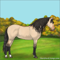 Horse Color:Bay Dun 