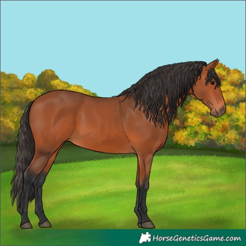 Horse Color:Bay 