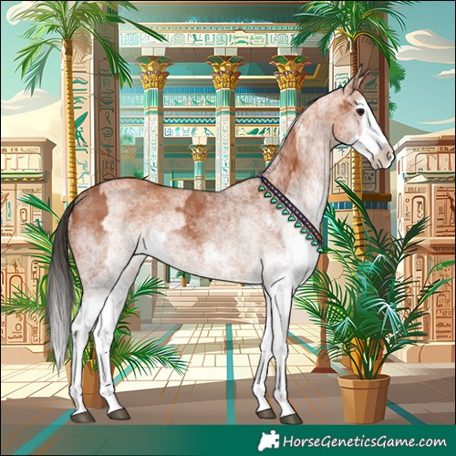 Horse Color:White Spotted Bay Splash  and White Spotted Silver Bay Splash 