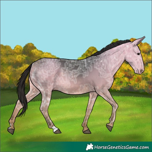 Horse Color:Buckskin Ice 