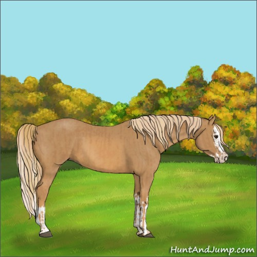 Horse Color:Chestnut and Chestnut Splash