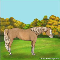 Horse Color:Chestnut  and Chestnut Splash 