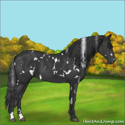 Horse Color:White Spotted Black 