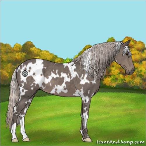 Horse Color:White Spotted Silver Black 