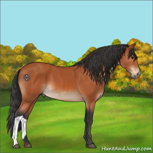 Horse Color:Bay 