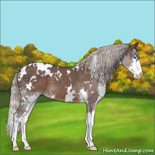 Horse Color:White Spotted Silver Black Splash 