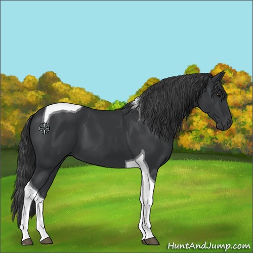 Horse Color:Black Tobiano 
