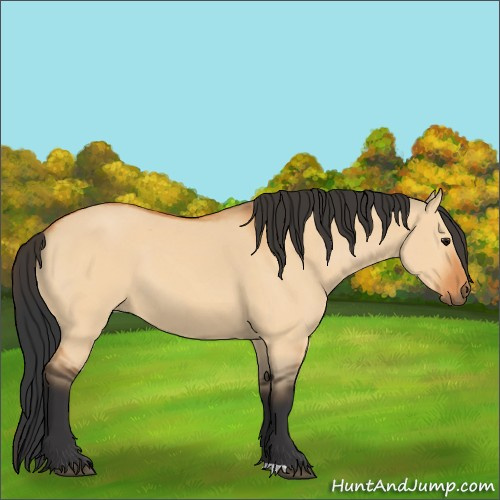 Horse Color:Bay Dun 
