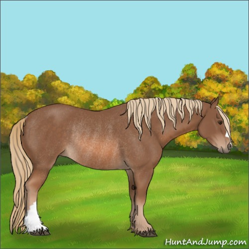 Horse Color:Chestnut Rabicano 