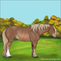 Horse Color:Chestnut Rabicano
