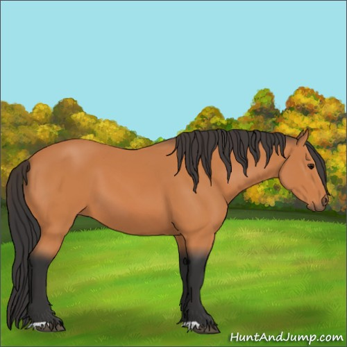 Horse Color:Bay 