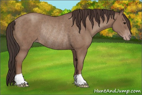 Horse Color:Classic Champagne Rabicano 