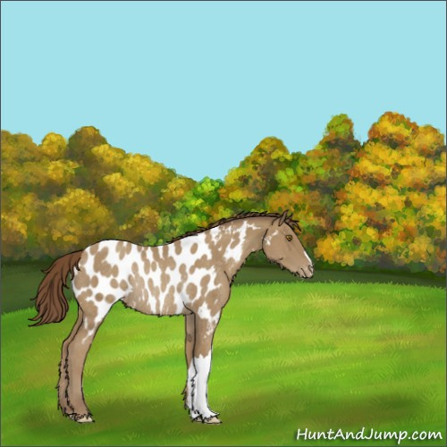 Horse Color:Classic Cream Champagne Appaloosa Rabicano 