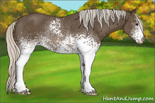 Horse Color:White Spotted Silver Smoky Black Rabicano 