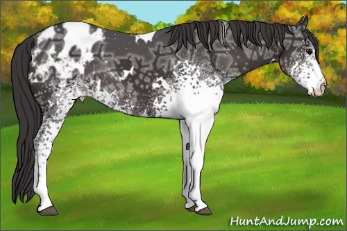 Horse Color:White Spotted Smoky Black Ice Appaloosa Rabicano 