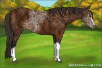 Horse Color:Buckskin Ice 