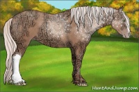 Horse Color:Silver Sable Champagne Ice