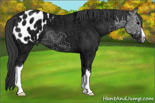 Horse Color:Black Ice Appaloosa 