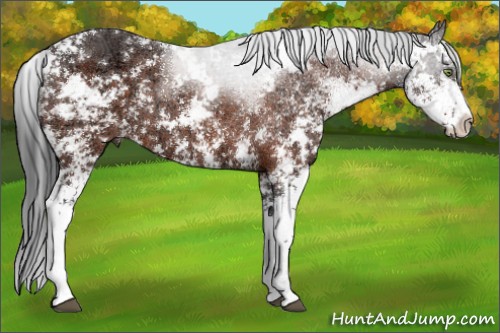 Horse Color:Bay Ice Sabino 