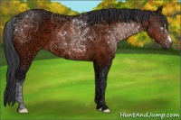 Horse Color:Bay Ice 