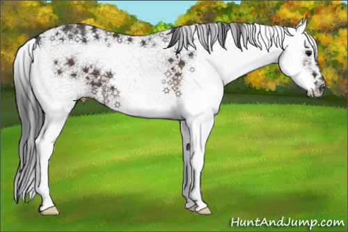 Horse Color:Brown Ice Sabino 