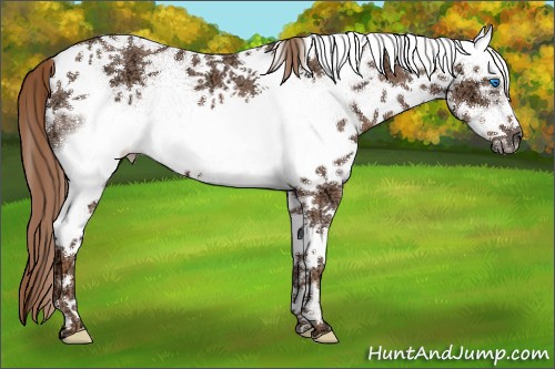Horse Color:White Spotted Chestnut Ice Frame 