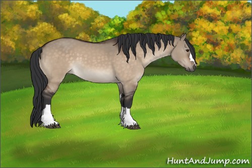 Horse Color:Brown Dun 