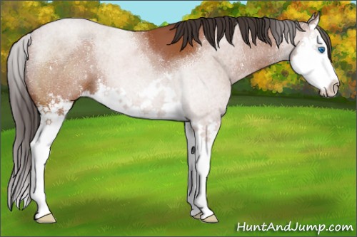 Horse Color:Brown Splash 
