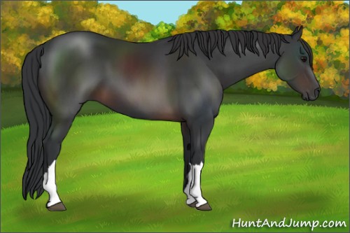 Horse Color:Brown 