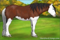 Horse Color:Brown Splash