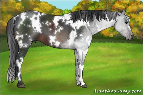 Horse Color:White Spotted Brown 