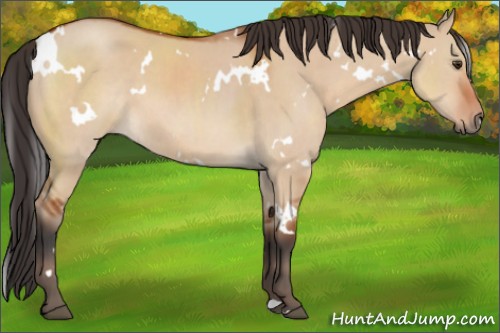 Horse Color:White Spotted Bay Dun 