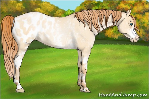 Horse Color:White Spotted Buckskin Pearl Dun Appaloosa Rabicano 