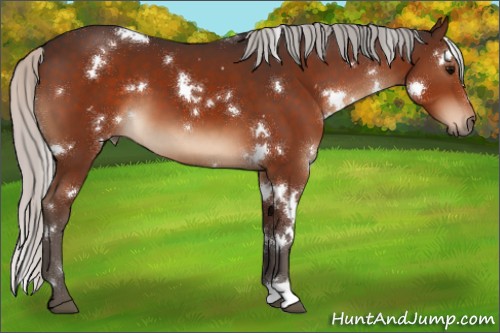 Horse Color:White Spotted Silver Brown 