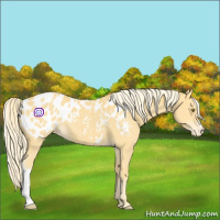 Horse Color:Palomino Appaloosa 