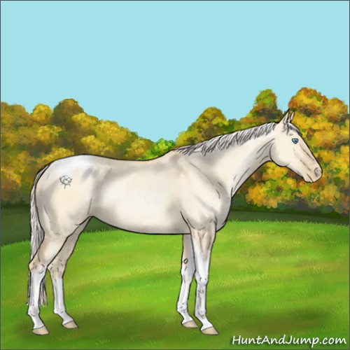 Horse Color:Silver Buckskin Pearl Dun Sabino Tobiano Rabicano 