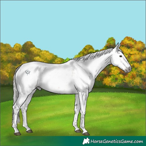 Horse Color:Gray Silver Bay Dun Sabino Rabicano 