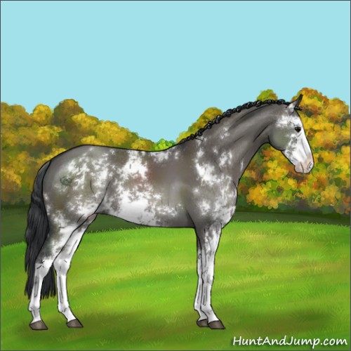 Horse Color:Grullo Sabino 