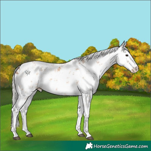 Horse Color:White Spotted Silver Bay Dun Sabino Rabicano 