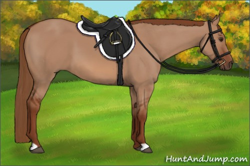 Horse Color:Red Dun 
