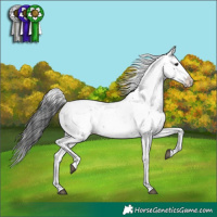 Horse Color:Black Sabino 