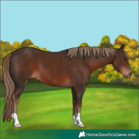 Horse Color:Liver Chestnut 