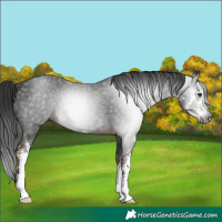 Horse Color:Gray Liver Chestnut Sabino Rabicano 
