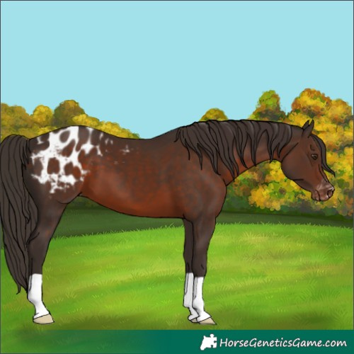 Horse Color:Liver Chestnut Appaloosa 