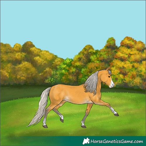 Horse Color:Silver Buckskin Sabino Rabicano 