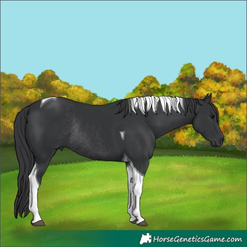 Horse Color:Black Tobiano Rabicano 