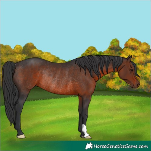Horse Color:Brown Rabicano 
