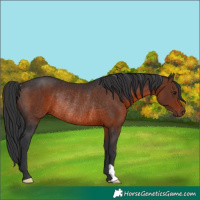 Horse Color:Brown Rabicano 