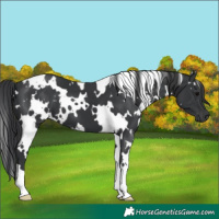 Horse Color:White Spotted Black 