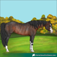 Horse Color:Brown Rabicano